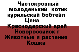Чистокровный молоденький  котик курильский бобтейл › Цена ­ 1 - Краснодарский край, Новороссийск г. Животные и растения » Кошки   